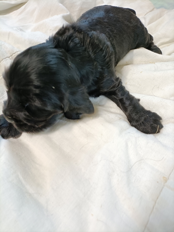 Petite femelle Cocker Anglais (Spaniel) née le 27/05/2025 est proposée – vendue 1500 €.