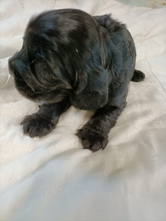 Petit mâle Cocker Anglais (Spaniel) né le 27/05/2025 est proposé – vendu 1500 €.