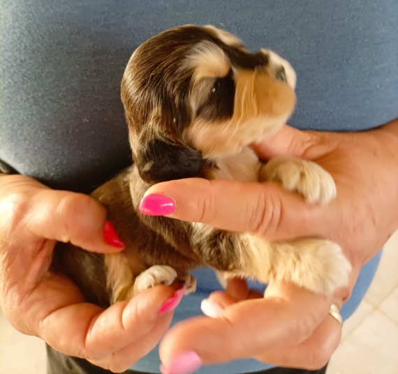 Petite femelle Cocker Anglais (Spaniel) née le 24/05/2025 est proposée – vendue 1500 €.