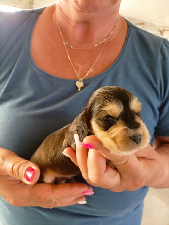 Petit mâle Cocker Anglais (Spaniel) né le 24/05/2025 est proposé – vendu 1500 €.