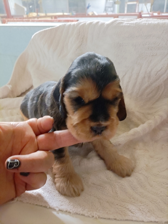 Petite femelle Cocker Anglais (Spaniel) née le 27/05/2025 est proposée – vendue 1500 €.
