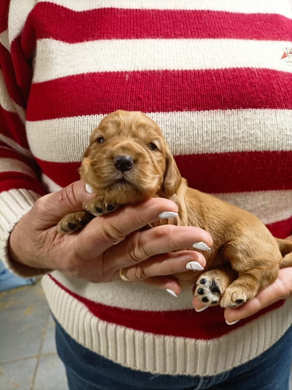 Petite femelle Cocker Anglais (Spaniel) née le 27/05/2025 est proposée – vendue 1500 €.