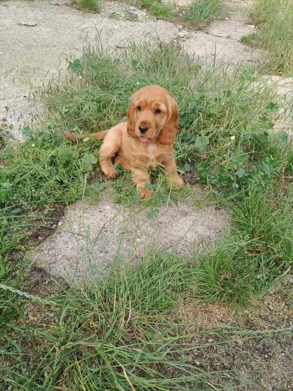 Petite femelle Cocker Anglais (Spaniel) née le 01/04/2025 est proposée – vendue 1500 €.