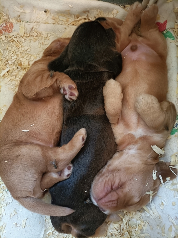Petit mâle Cocker Anglais (Spaniel) né le 31/05/2025 est proposé – vendu 1500 €.