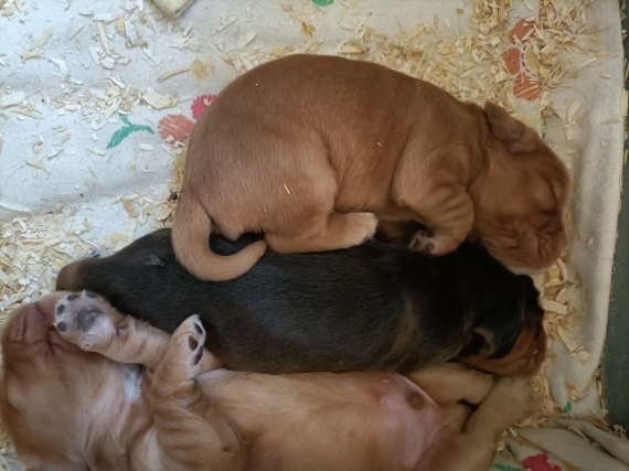 Petit mâle Cocker Anglais (Spaniel) né le 31/05/2025 est proposé – vendu 1500 €.
