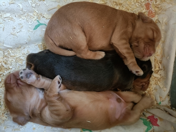 Petit mâle Cocker Anglais (Spaniel) né le 31/05/2025 est proposé – vendu 1500 €.