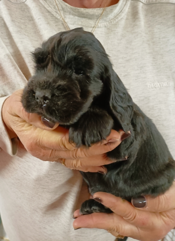Petit mâle Cocker Anglais (Spaniel) né le 19/05/2025 est proposé – vendu 1500 €.