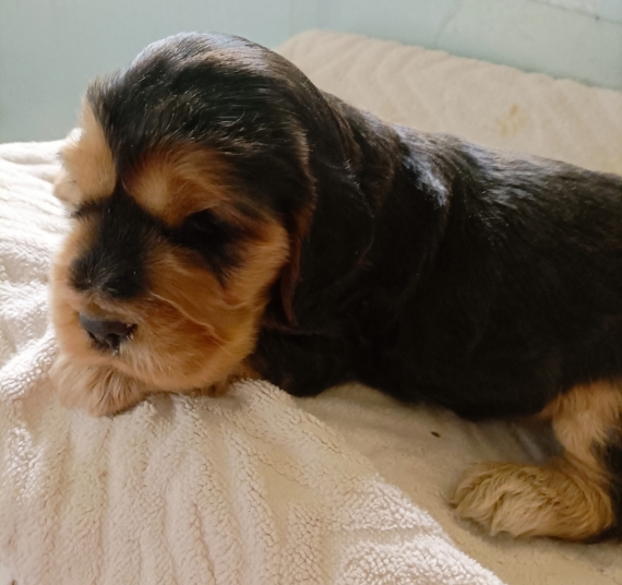 Petite femelle Cocker Anglais (Spaniel) née le 19/05/2025 est proposée – vendue 1500 €.