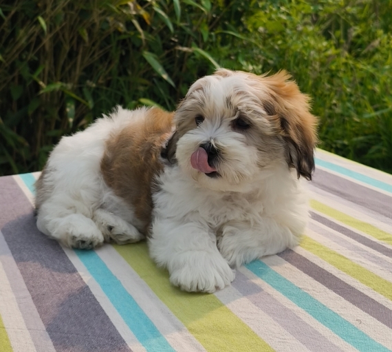 Petit mâle Coton de Tulear né le 25/03/2025 est proposé – vendu 1200 €.