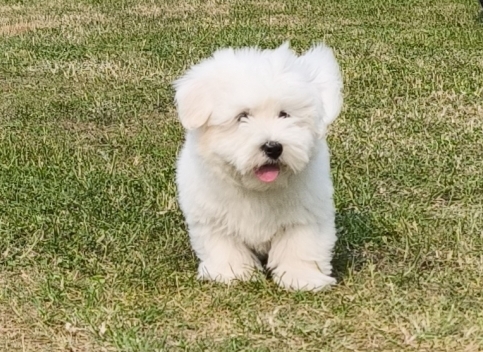 Petit mâle Coton de Tulear né le 04/03/2025 est proposé – vendu 1200 €.