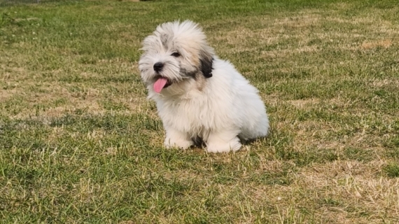Petit mâle Coton de Tulear né le 13/02/2025 est proposé – vendu 850 €.