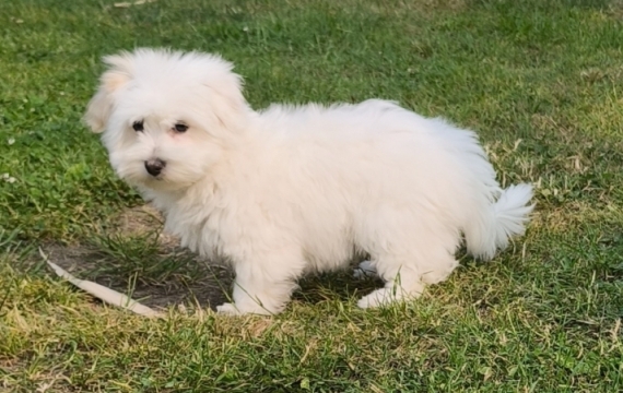 Petite femelle Coton de Tulear née le 04/03/2025 est proposée – vendue 1300 €.