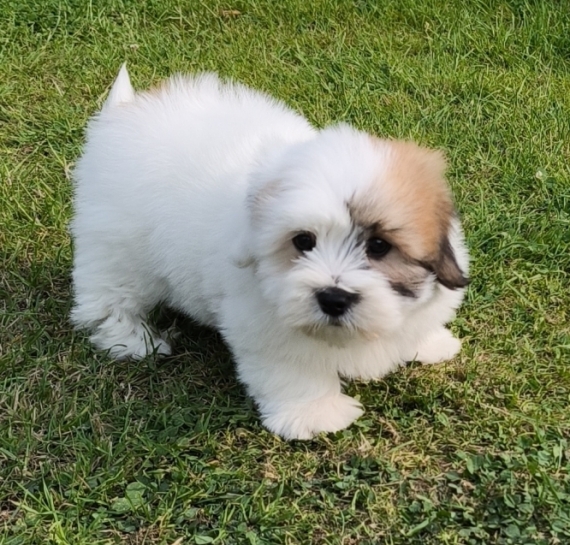 Petit mâle Coton de Tulear né le 01/04/2025 est proposé – vendu 1200 €.