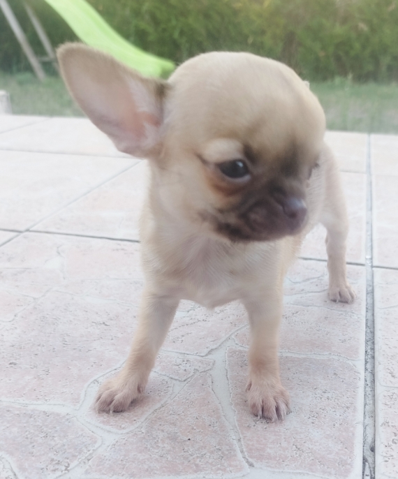Petite femelle Chihuahua née le 29/04/2025 est proposée – vendue 890 €.