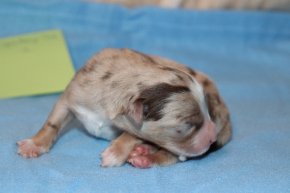 Petit mâle Berger américain miniature né le 19/06/2025 est proposé – vendu 1500 €.