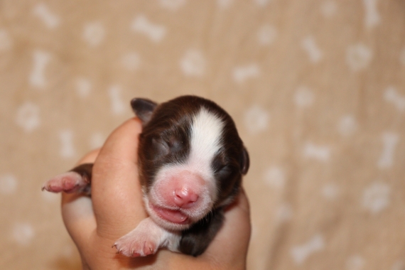 Petit mâle Berger américain miniature né le 19/06/2025 est proposé – vendu 1300 €.
