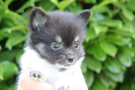 Petite femelle Chihuahua née le 03/05/2025 est proposée – vendue 850 €.
