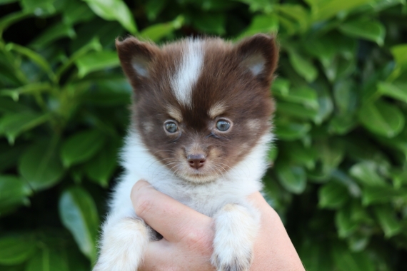 Petit mâle Chihuahua né le 03/05/2025 est proposé – vendu 850 €.