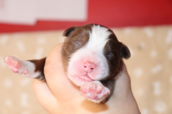 Petit mâle Berger américain miniature né le 24/06/2025 est proposé – vendu 1300 €.