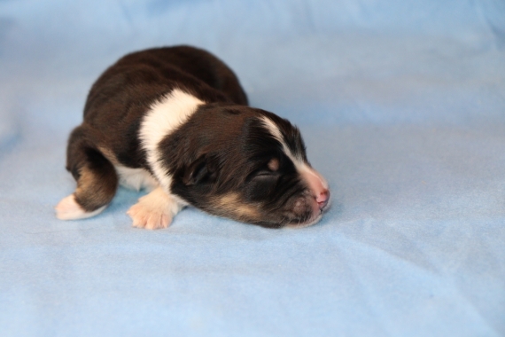 Petit mâle Berger américain miniature né le 24/06/2025 est proposé – vendu 1100 €.