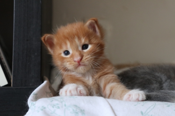 Petit mâle Maine Coon né le 24/05/2025 est proposé – vendu 1200 €.