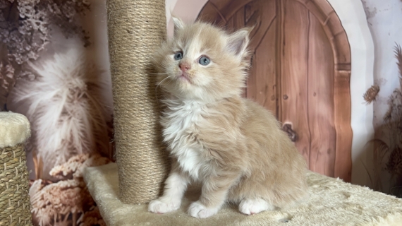 Petit mâle Maine Coon né le 27/04/2025 est proposé – vendu 1750 €.