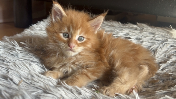 Petit mâle Maine Coon né le 27/04/2025 est proposé – vendu 1750 €.