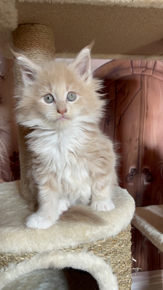 Petit mâle Maine Coon né le 27/04/2025 est proposé – vendu 1750 €.