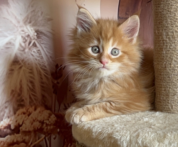 Petit mâle Maine Coon né le 27/04/2025 est proposé – vendu 1750 €.