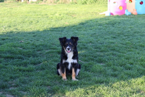 Petite femelle  née le 26/03/2026 est proposée – vendue 1300 €.