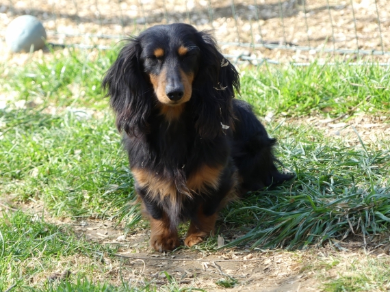 Petit mâle  né le 31/08/2025 est proposé – vendu 2860 €.