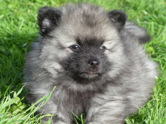 Petite femelle Spitz Allemand (Loup) née le 09/05/2025 est proposée – vendue 1100 €.