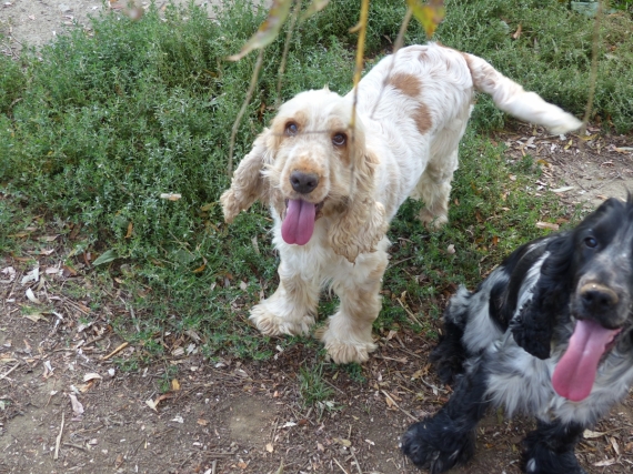 Petit mâle  né le 11/05/2025 est proposé – vendu 1160 €.