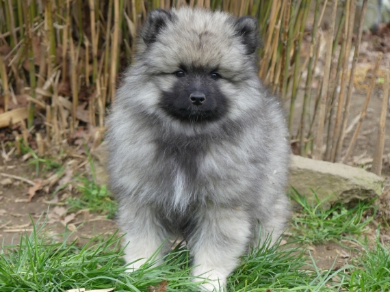 Petit mâle Spitz Allemand (Loup) né le 09/05/2025 est proposé – vendu 900 €.