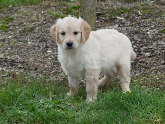 Petit mâle Golden Retriever né le 04/05/2025 est proposé – vendu 1200 €.