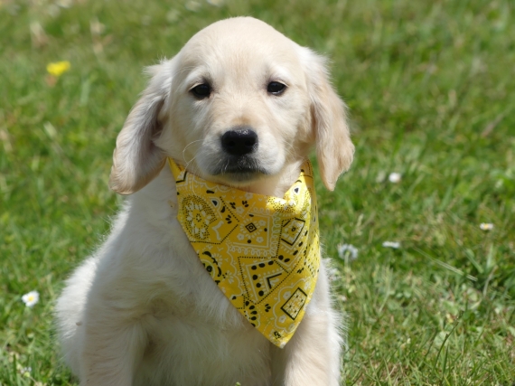 Petite femelle Golden Retriever née le 25/03/2025 est proposée – vendue 1400 €.