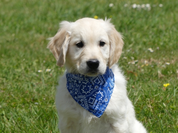 Petit mâle Golden Retriever né le 25/03/2025 est proposé – vendu 1100 €.