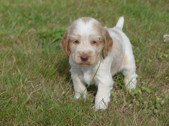 Petite femelle Cocker Anglais (Spaniel) née le 11/05/2025 est proposée – vendue 1400 €.
