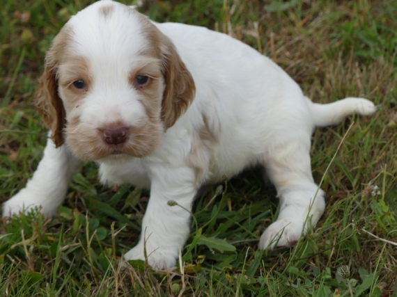 Petit mâle Cocker Anglais (Spaniel) né le 11/05/2025 est proposé – vendu 1200 €.