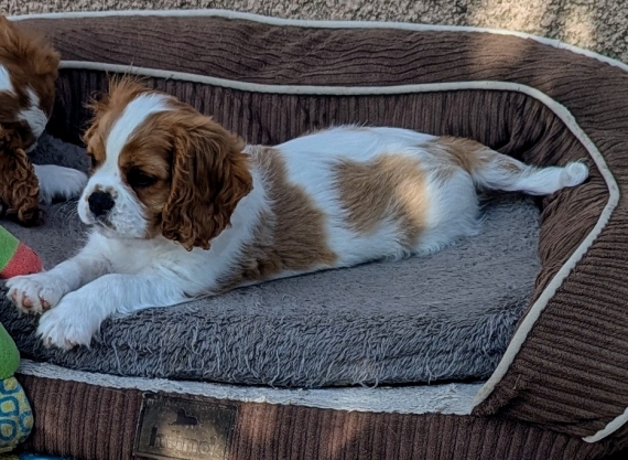 Petit mâle Cavalier King Charles né le 29/03/2025 est proposé – vendu 1500 €.