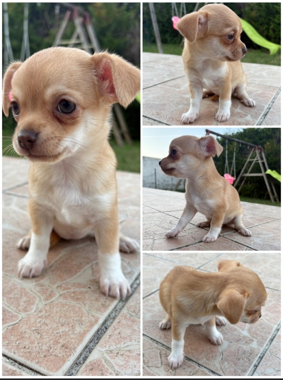 Petite femelle Chihuahua née le 29/04/2025 est proposée – vendue 790 €.