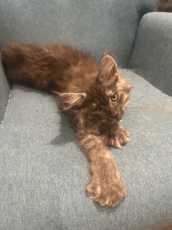 Petite femelle Maine Coon née le 26/03/2025 est proposée – vendue 1400 €.