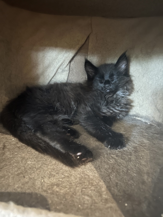 Petit mâle Maine Coon né le 26/03/2025 est proposé – vendu 1400 €.