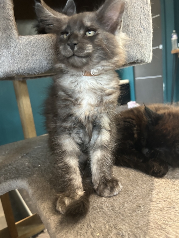 Petit mâle Maine Coon né le 25/03/2025 est proposé – vendu 1400 €.