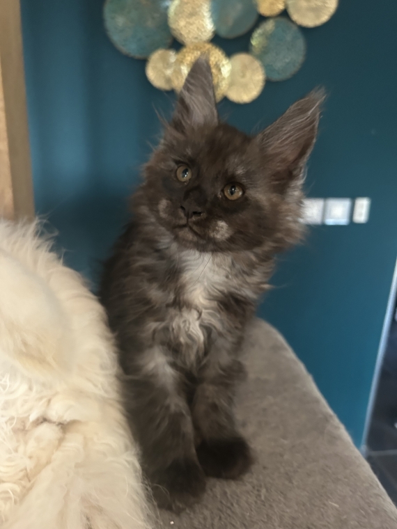 Petit mâle Maine Coon né le 25/03/2025 est proposé – vendu 1400 €.