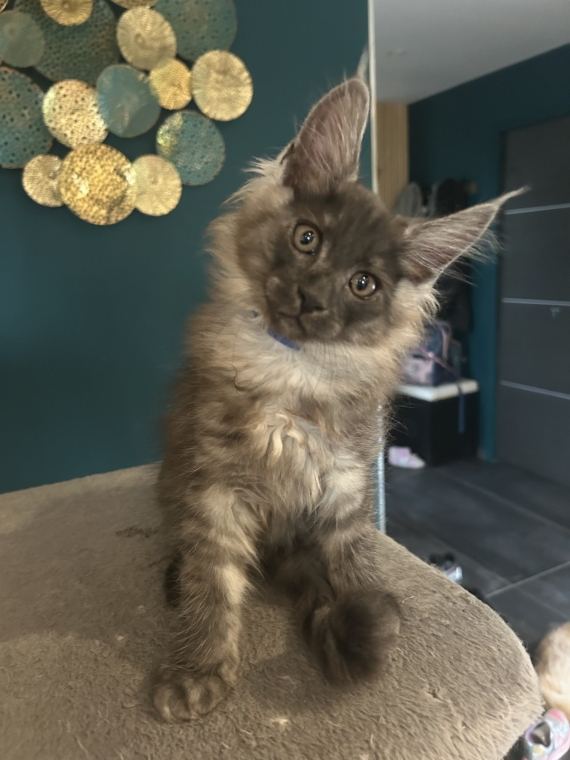 Petit mâle Maine Coon né le 26/03/2025 est proposé – vendu 1400 €.