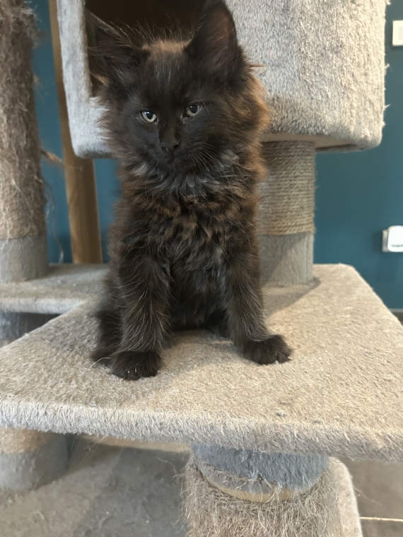 Petit mâle Maine Coon né le 26/03/2025 est proposé – vendu 1400 €.