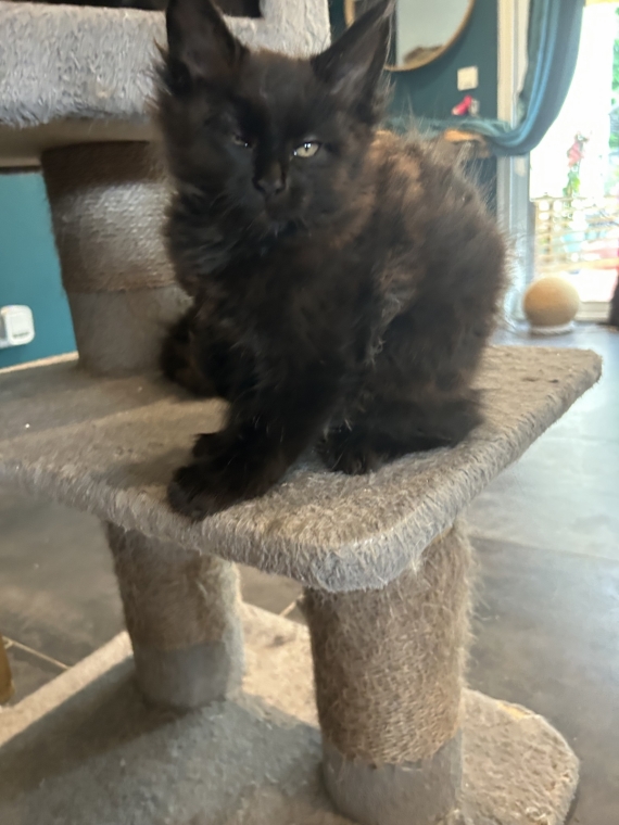 Petite femelle Maine Coon née le 26/03/2025 est proposée – vendue 1300 €.