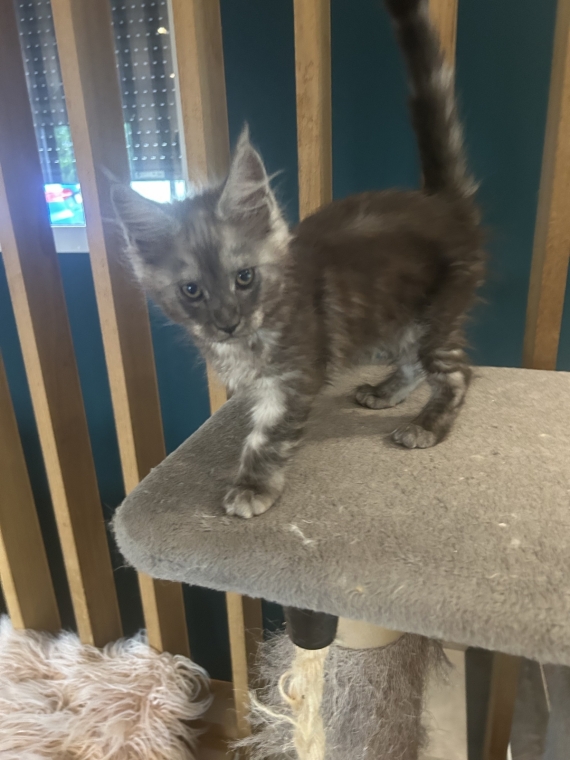 Petite femelle Maine Coon née le 25/03/2025 est proposée – vendue 1400 €.