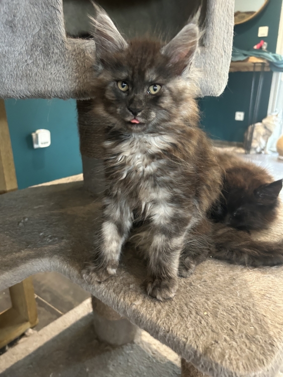 Petite femelle Maine Coon née le 26/03/2025 est proposée – vendue 1400 €.